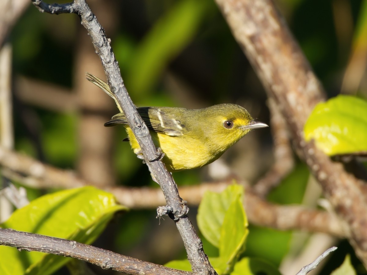 Mangrove Vireo - ML628004936