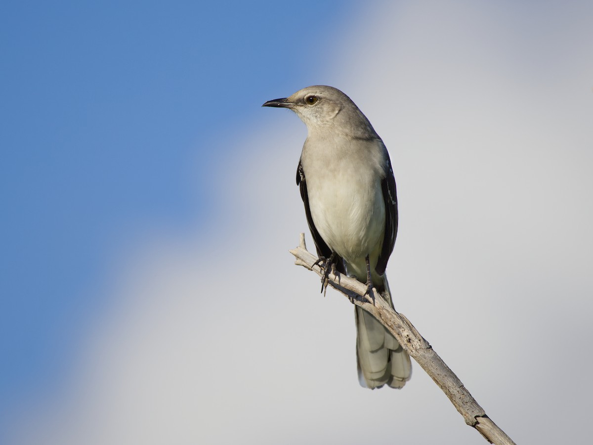 Tropical Mockingbird - ML628004988