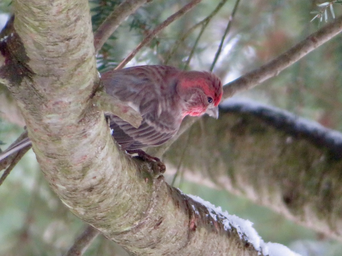 House Finch - ML628005008