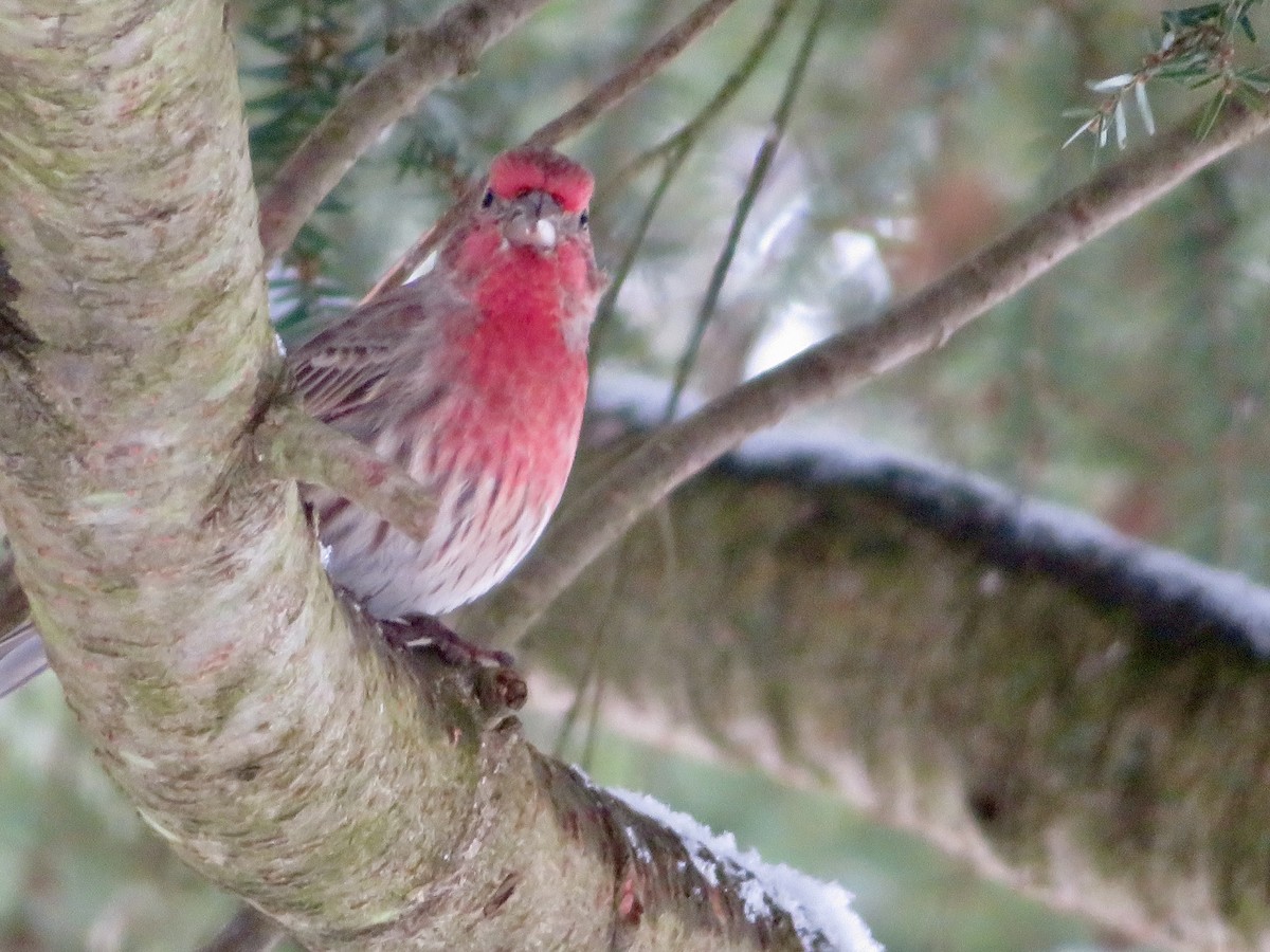 House Finch - ML628005009