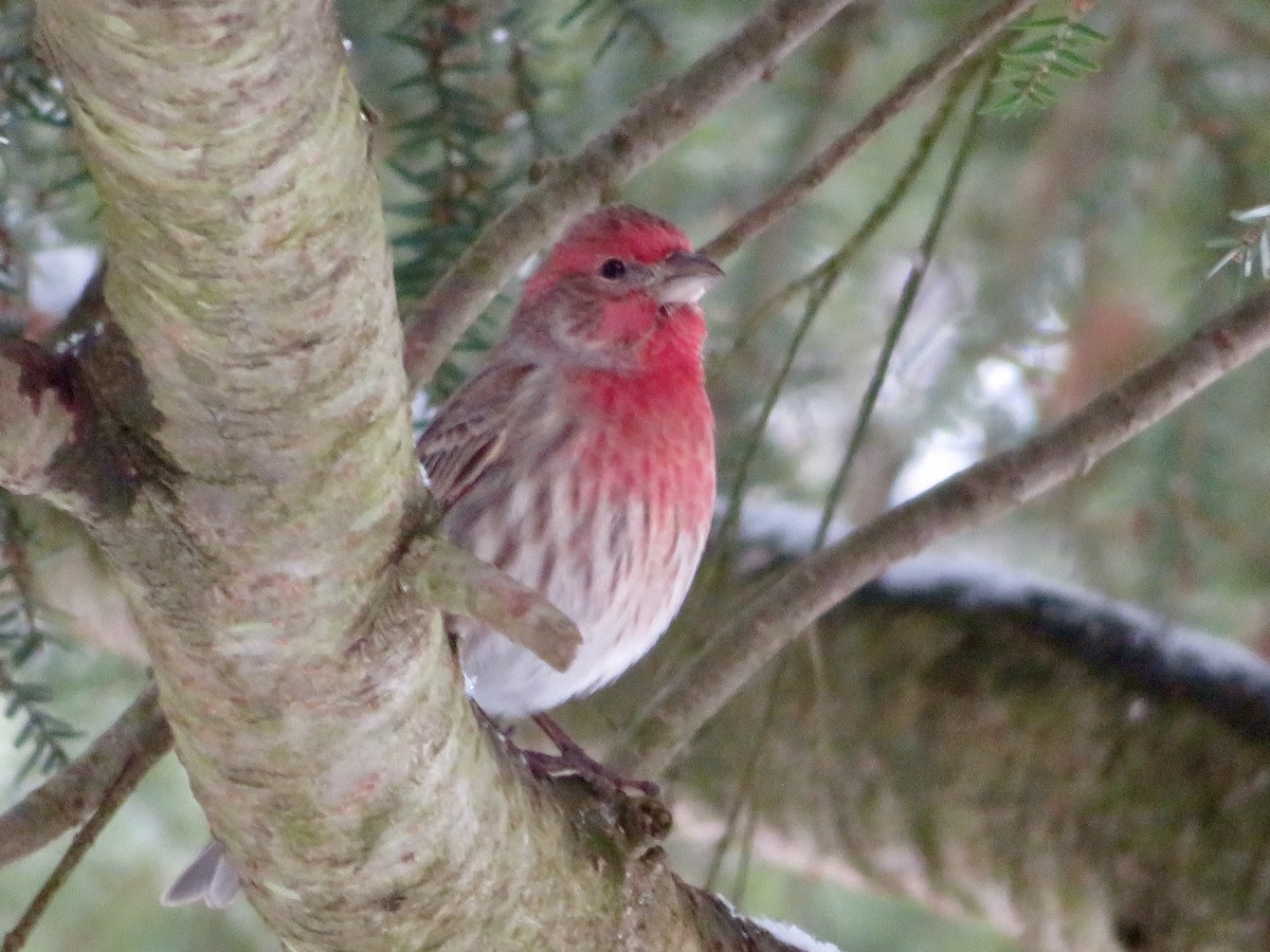 House Finch - ML628005010