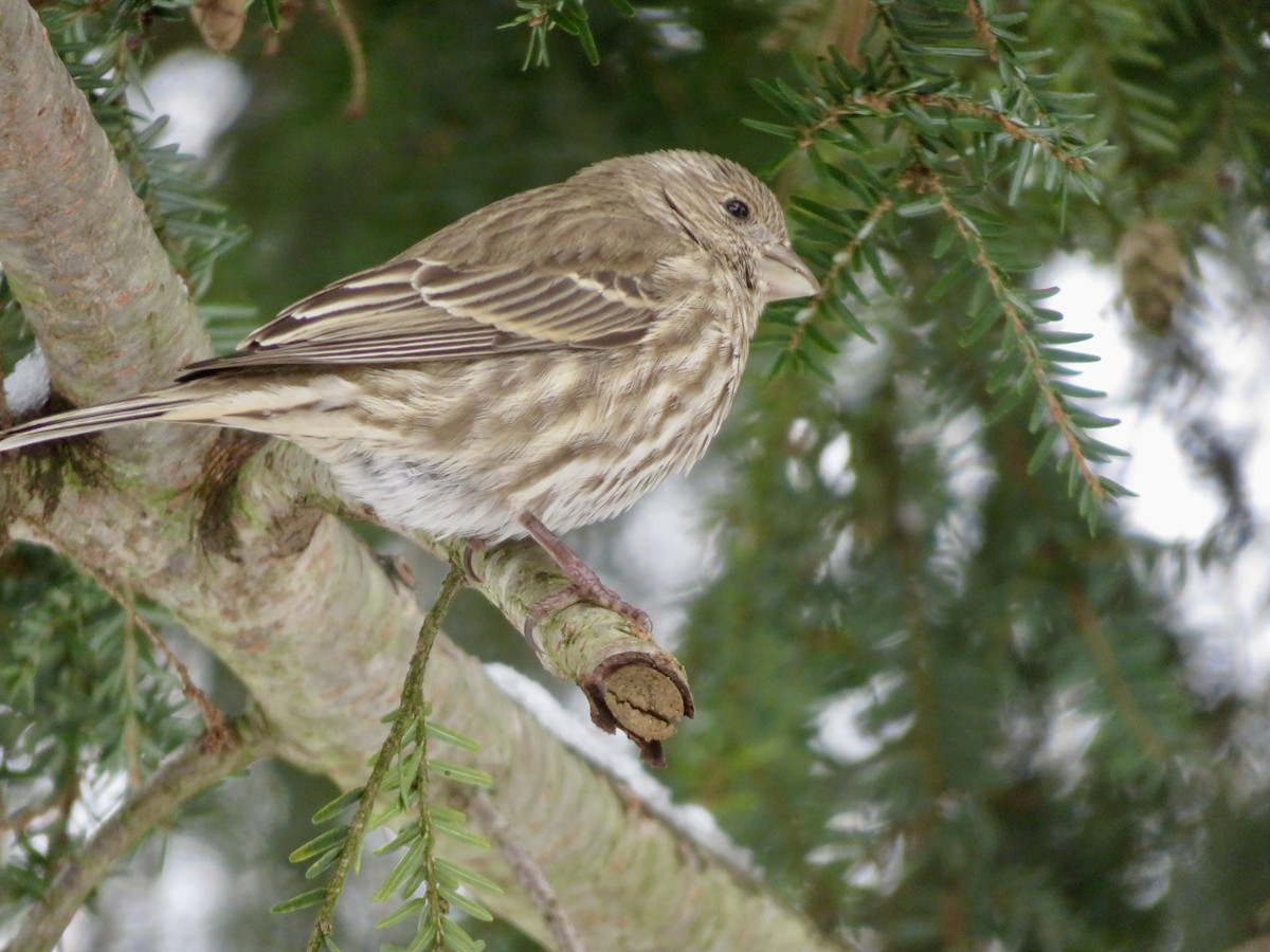 House Finch - ML628005032