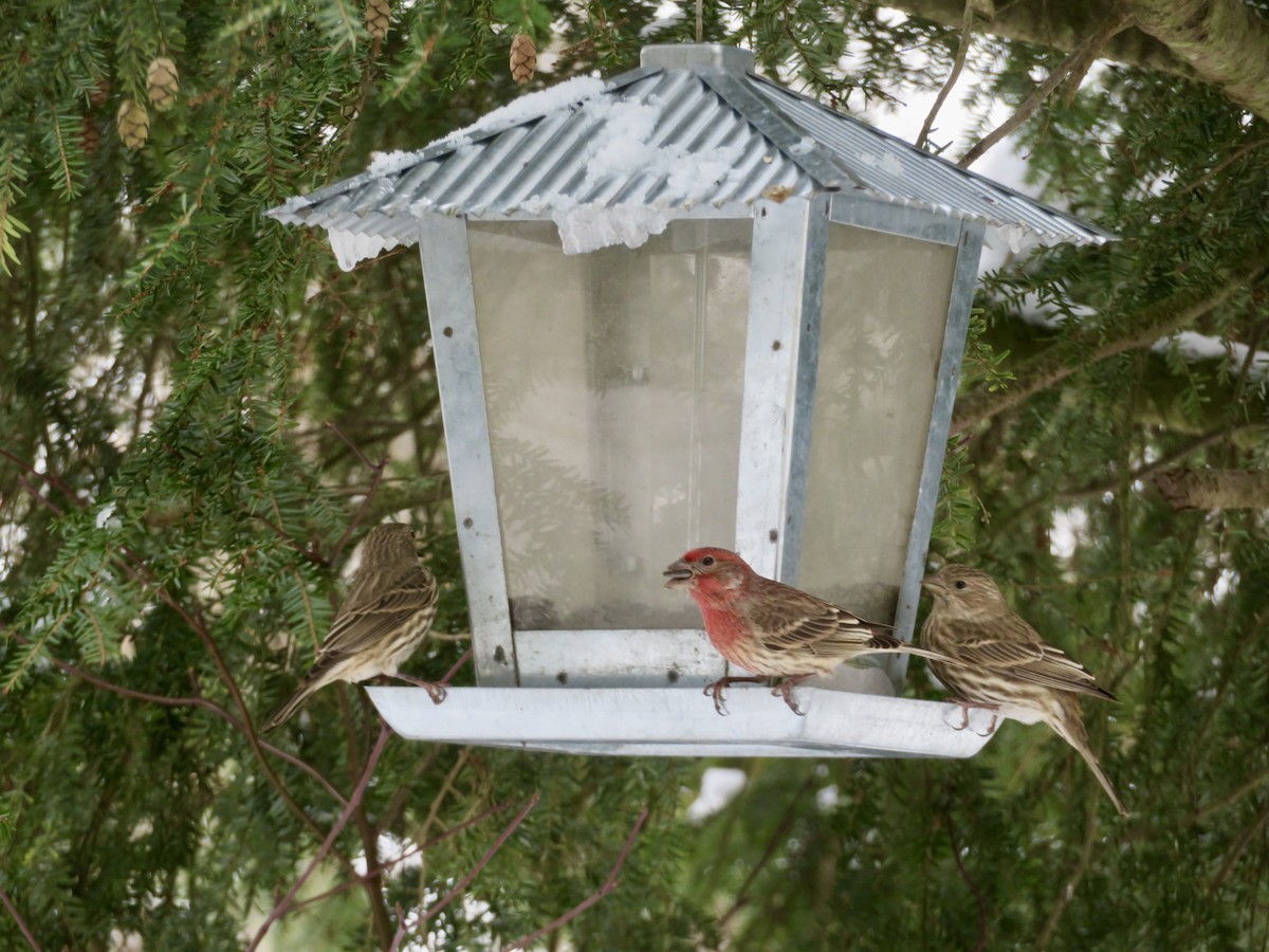 House Finch - ML628005033