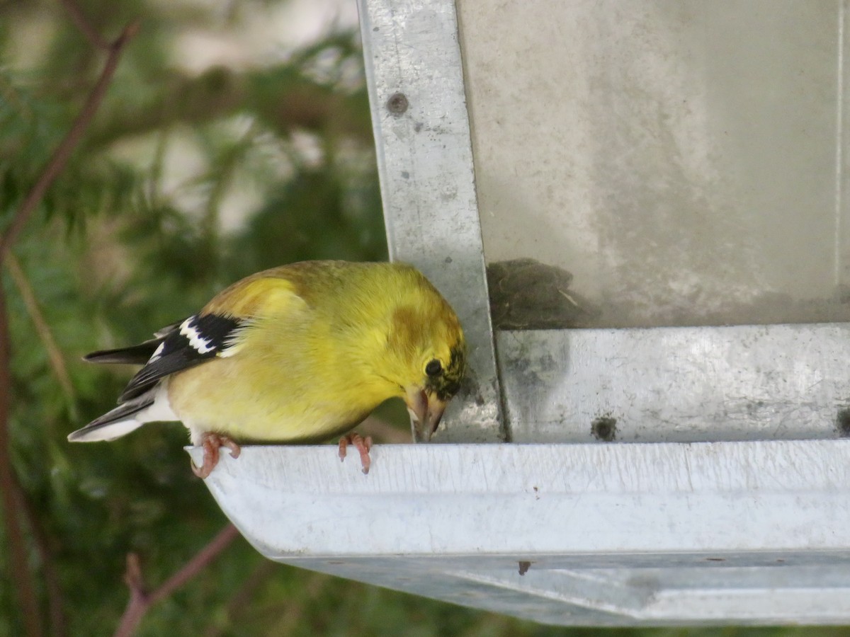 American Goldfinch - ML628005043