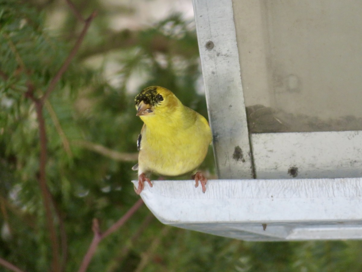 American Goldfinch - ML628005044