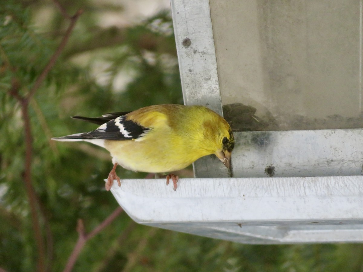 American Goldfinch - ML628005045