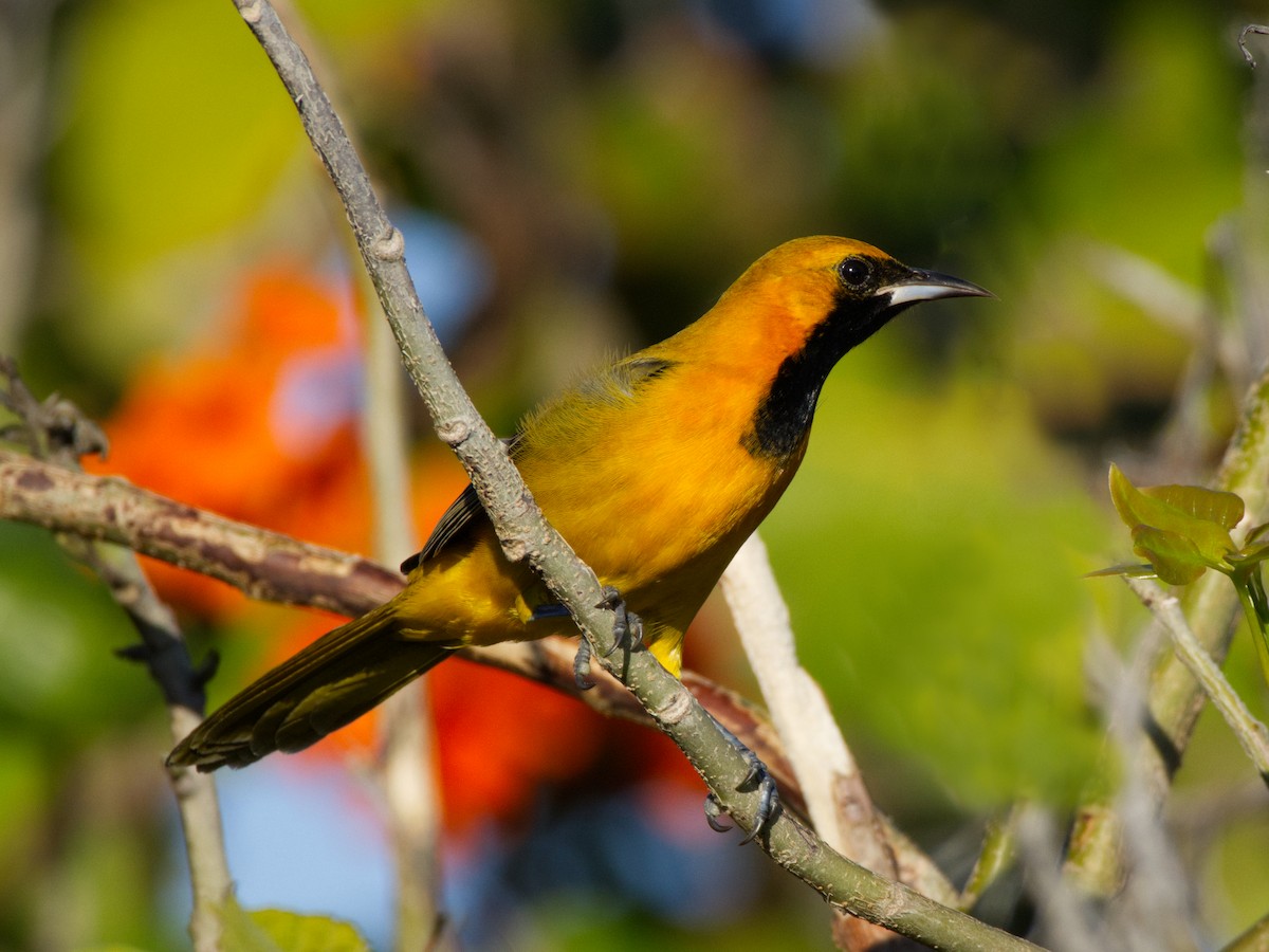 Orange Oriole - ML628005094