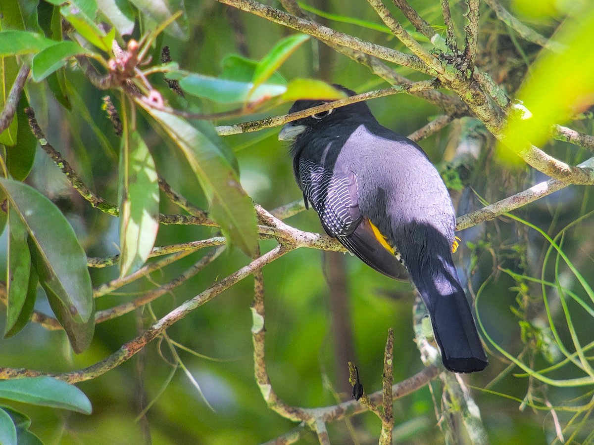 Gartered Trogon - ML628005170