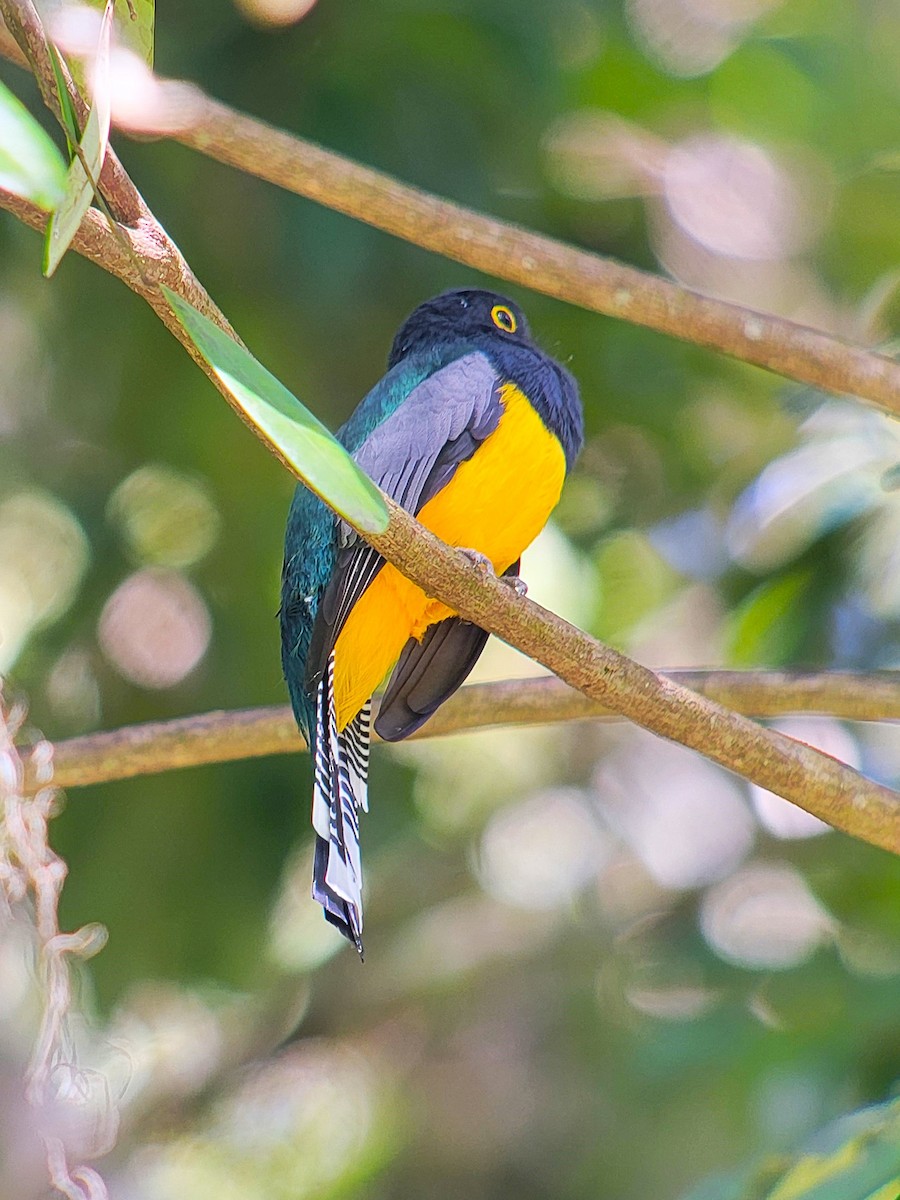 Gartered Trogon - ML628005171