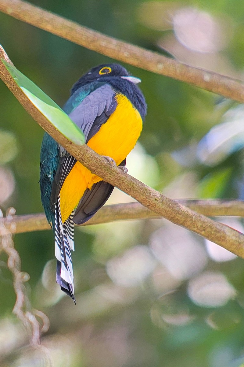 Gartered Trogon - ML628005172