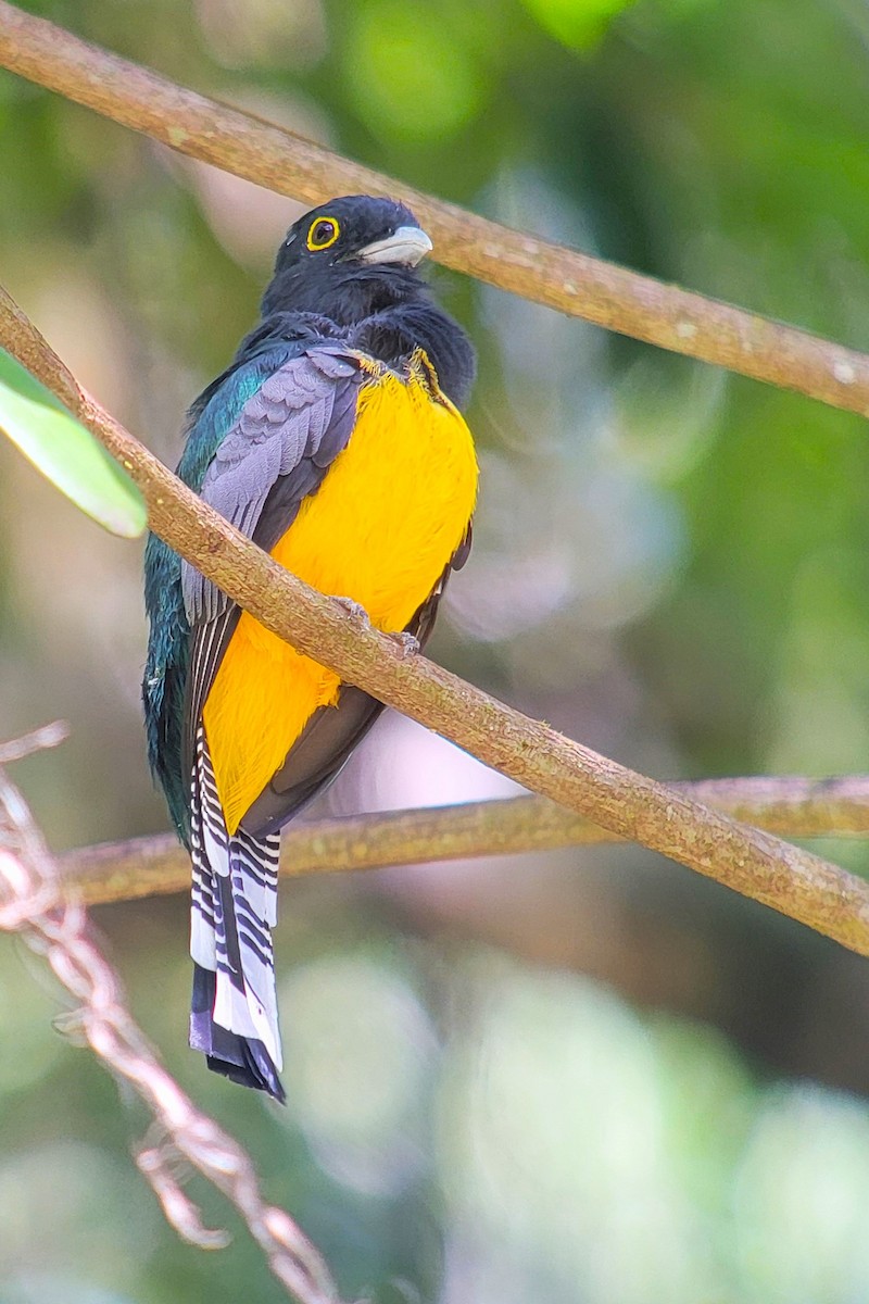 Gartered Trogon - ML628005173