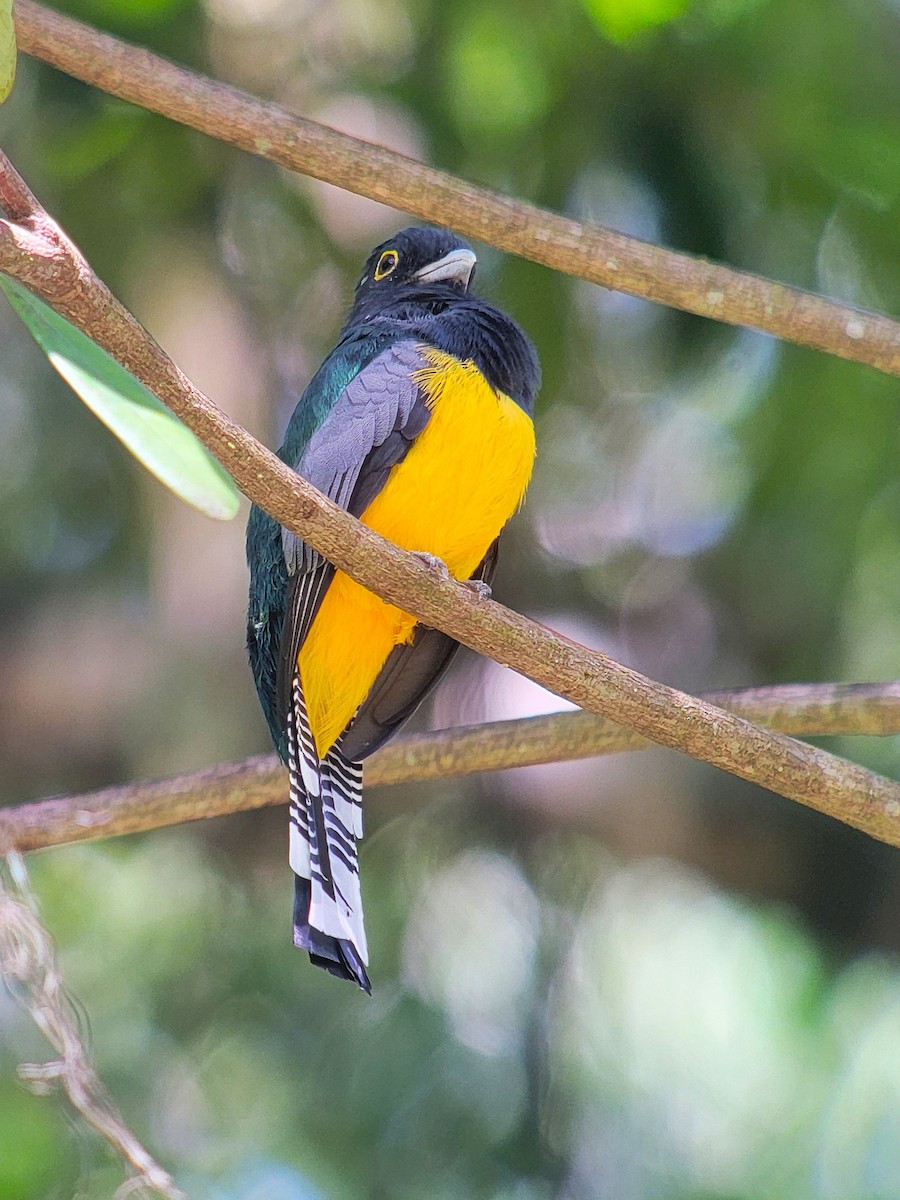 Gartered Trogon - ML628005175