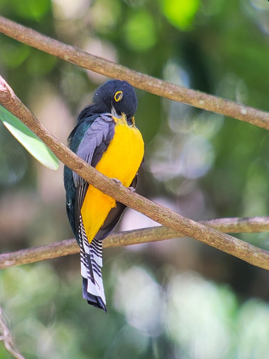 Gartered Trogon - ML628005176