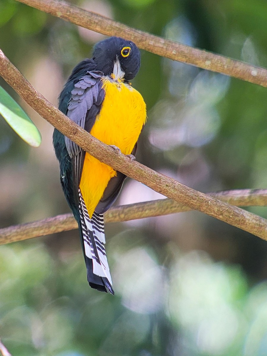 Gartered Trogon - ML628005177