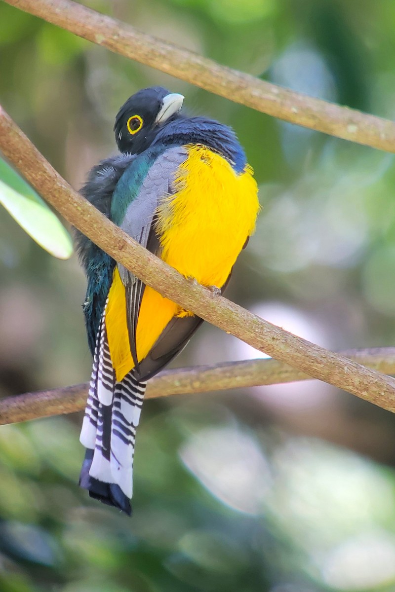 Gartered Trogon - ML628005178