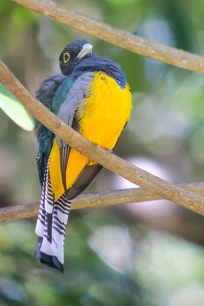 Gartered Trogon - ML628005179