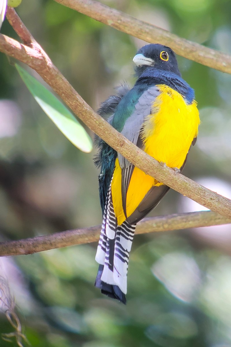 Gartered Trogon - ML628005180