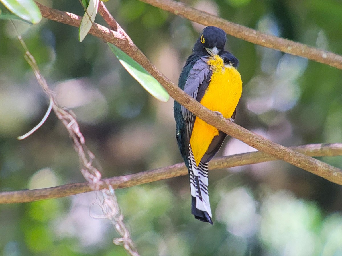 Gartered Trogon - ML628005181