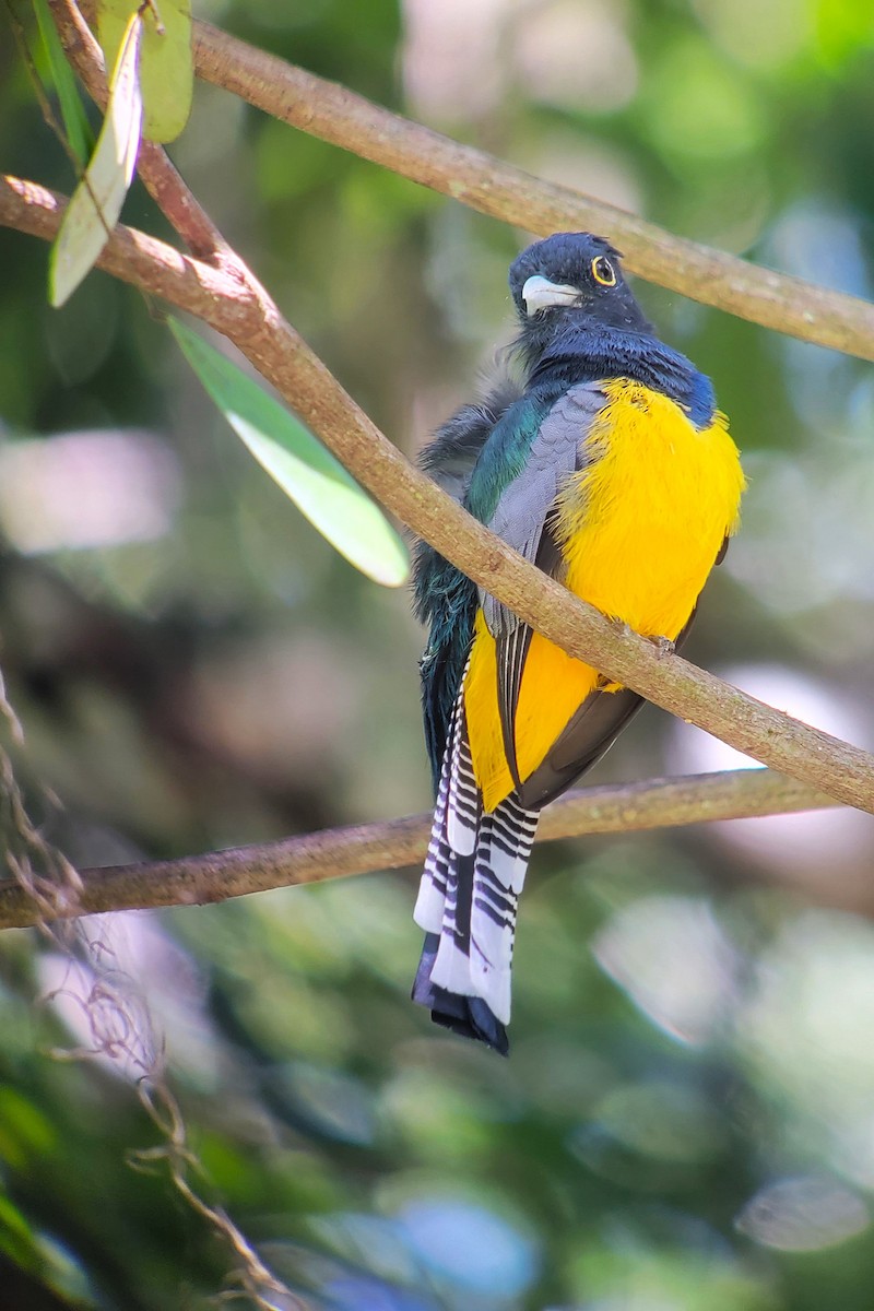 Gartered Trogon - ML628005182