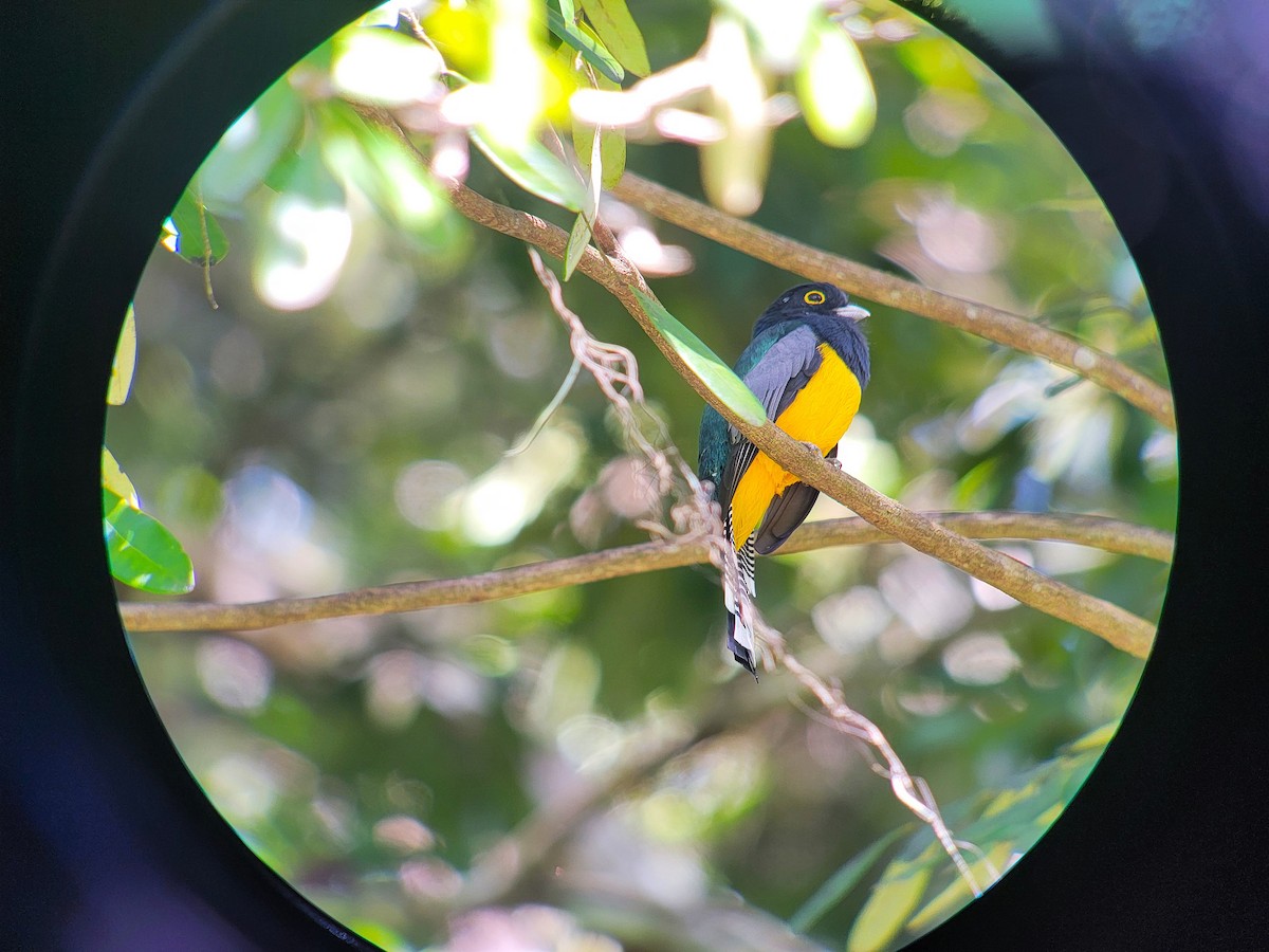 Gartered Trogon - ML628005183