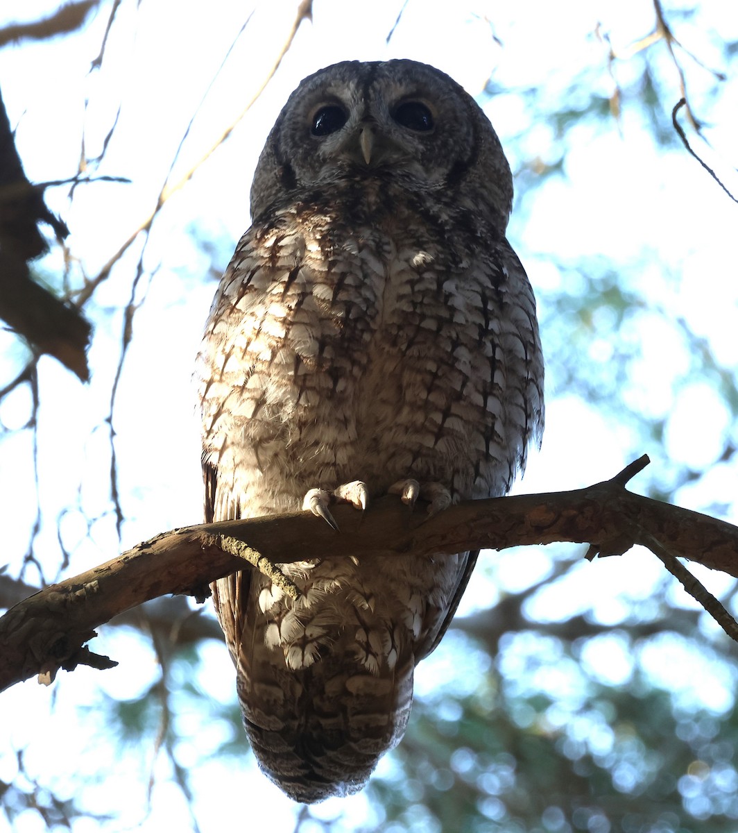 Tawny Owl - ML628005202