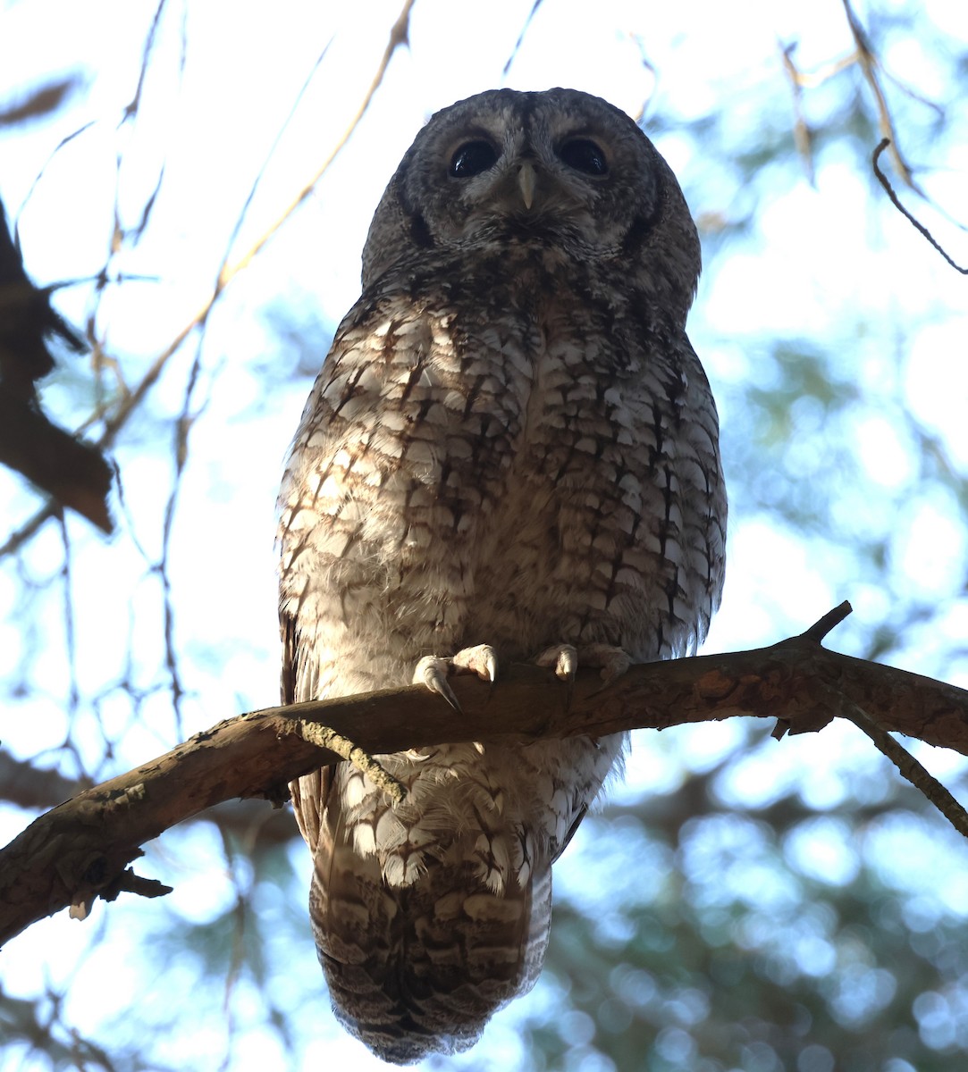 Tawny Owl - ML628005203