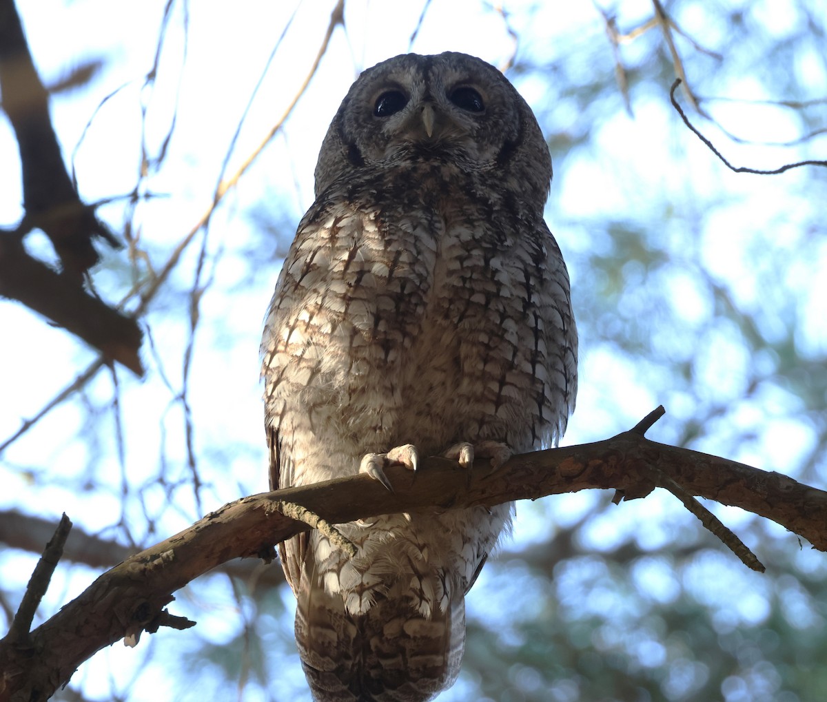 Tawny Owl - ML628005204