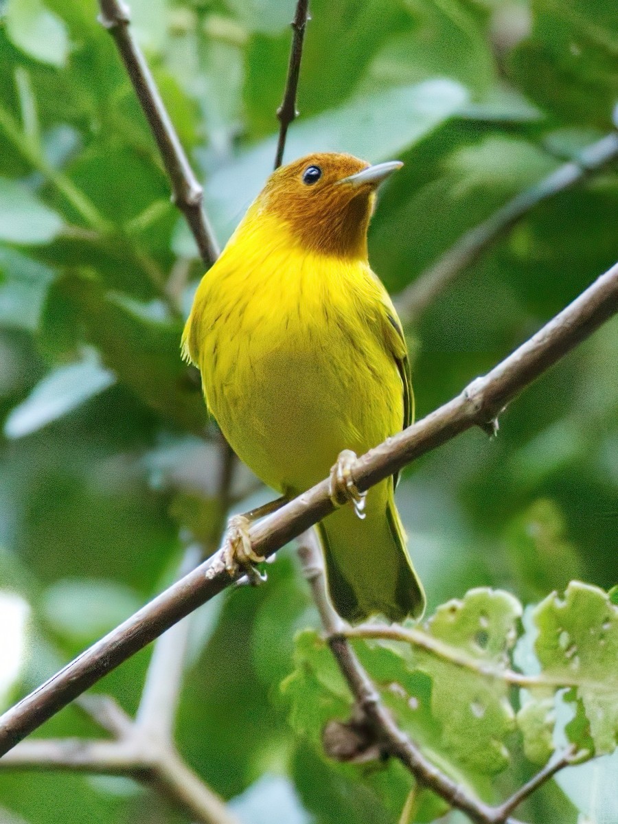 Yellow Warbler (Mangrove) - ML628005208