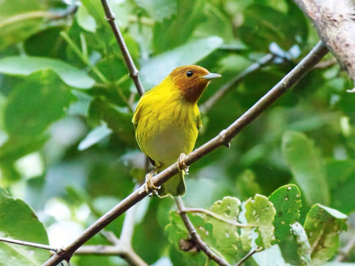 Yellow Warbler (Mangrove) - ML628005219