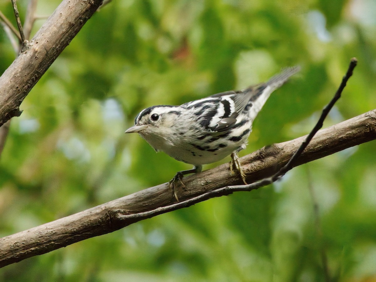 Black-and-white Warbler - ML628005233