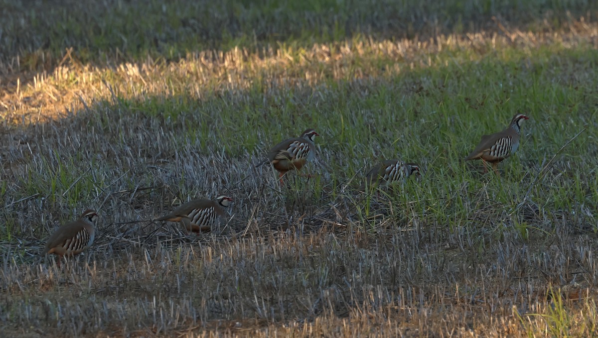 Red-legged Partridge - ML628005291