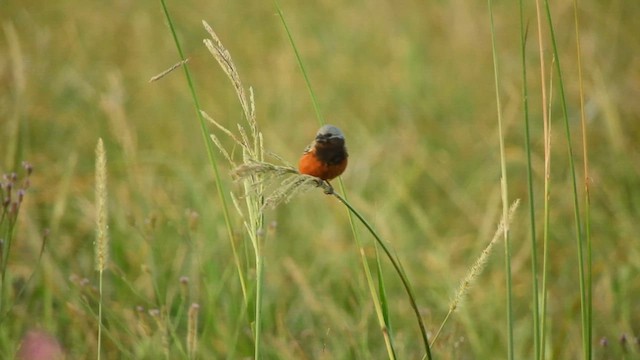 Dark-throated Seedeater - ML628005338