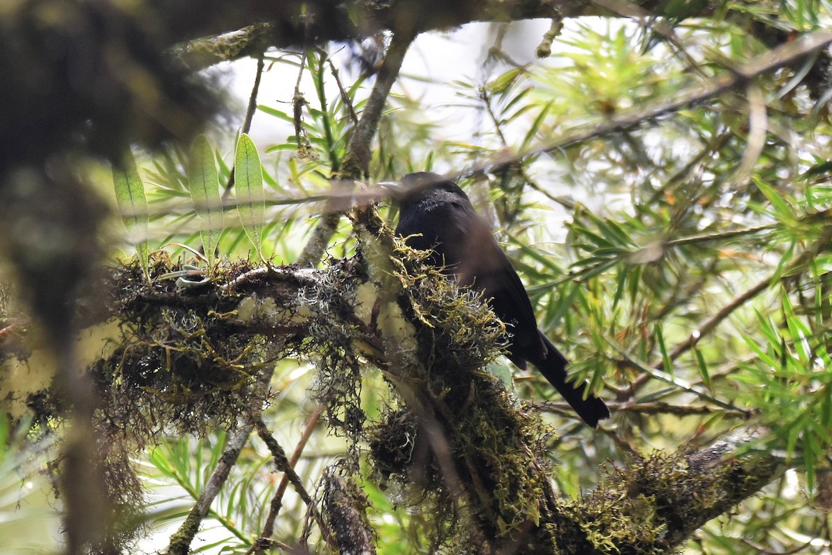 Blue-billed Black-Tyrant - ML628005391