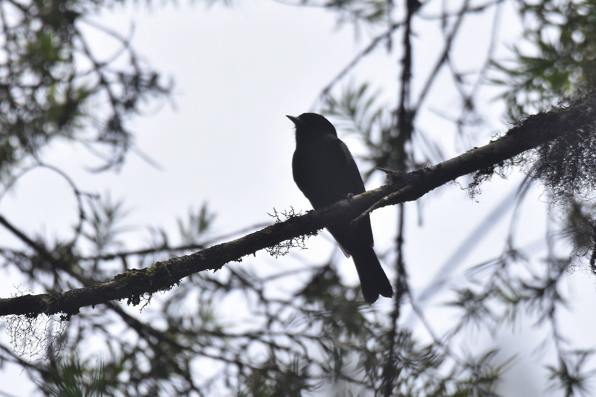 Blue-billed Black-Tyrant - ML628005392