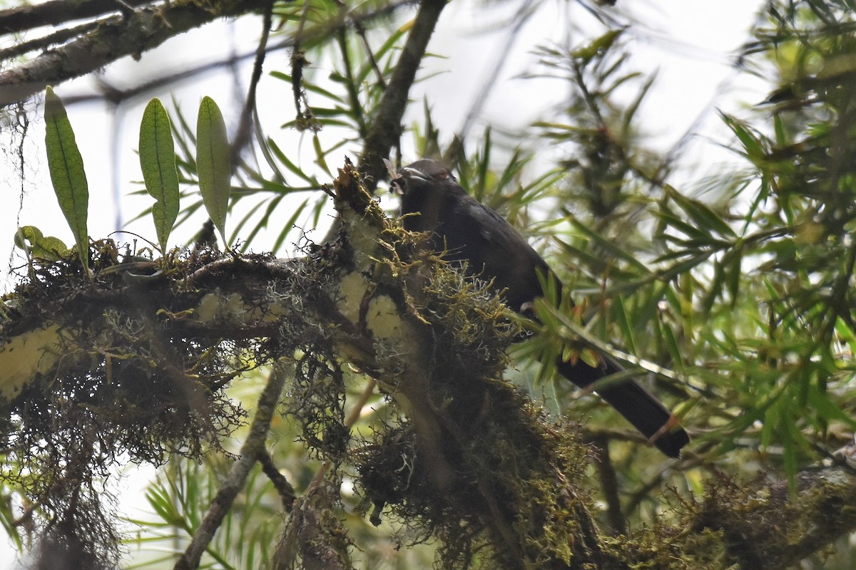 Blue-billed Black-Tyrant - ML628005393