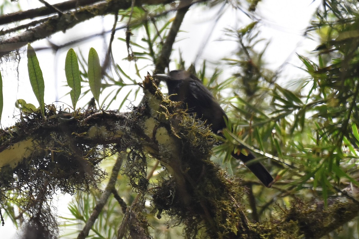 Blue-billed Black-Tyrant - ML628005394