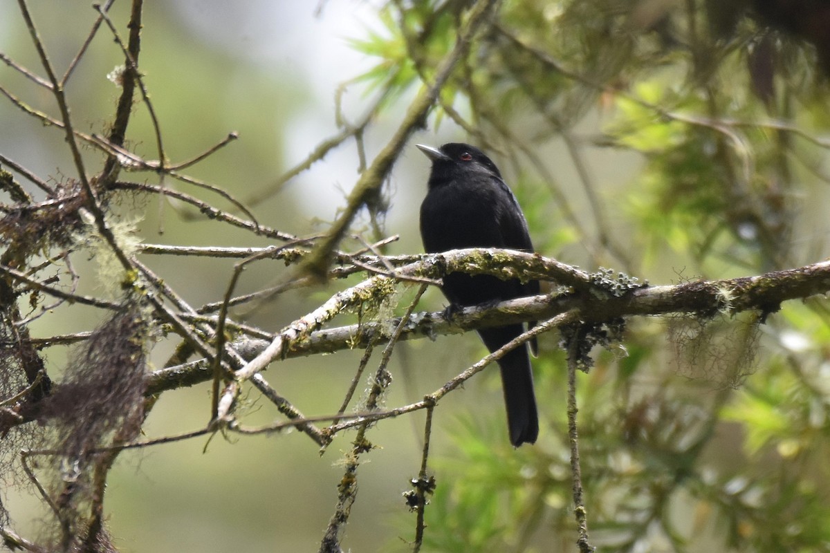 Blue-billed Black-Tyrant - ML628005397