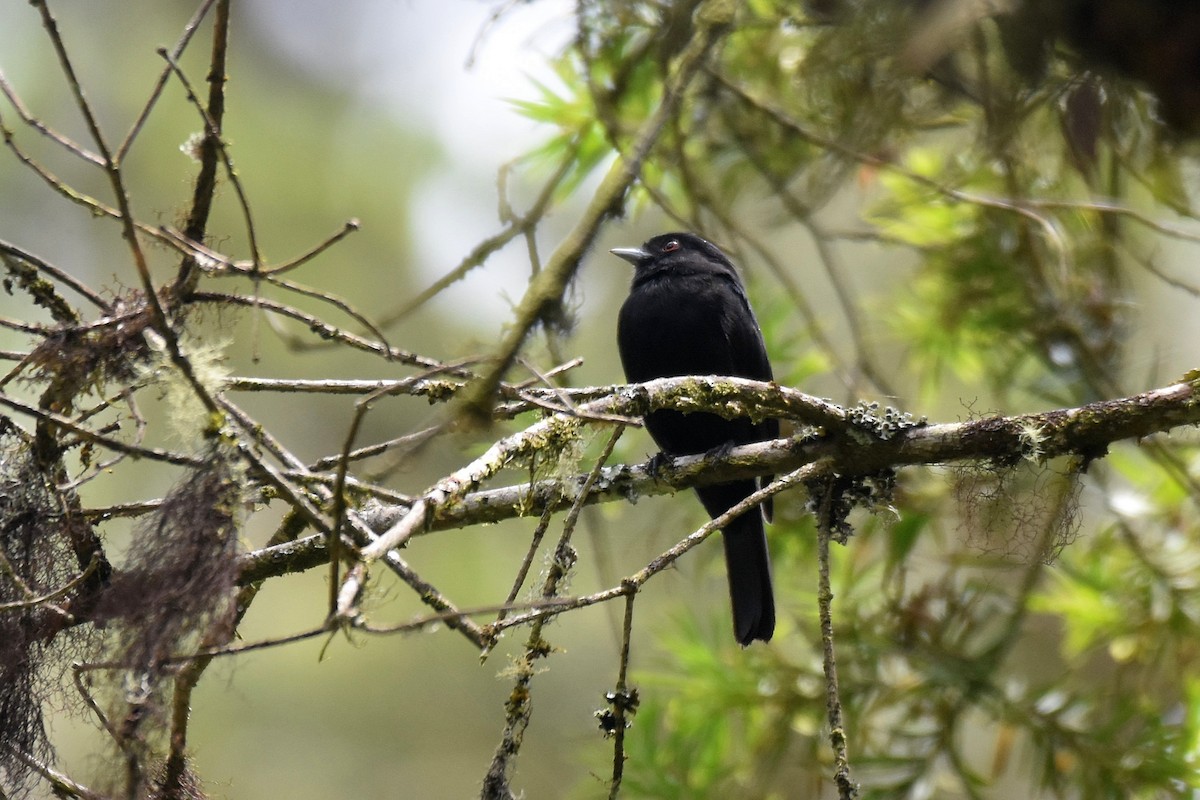 Blue-billed Black-Tyrant - ML628005400