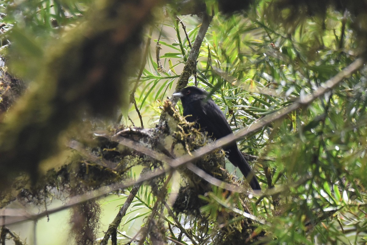 Blue-billed Black-Tyrant - ML628005402