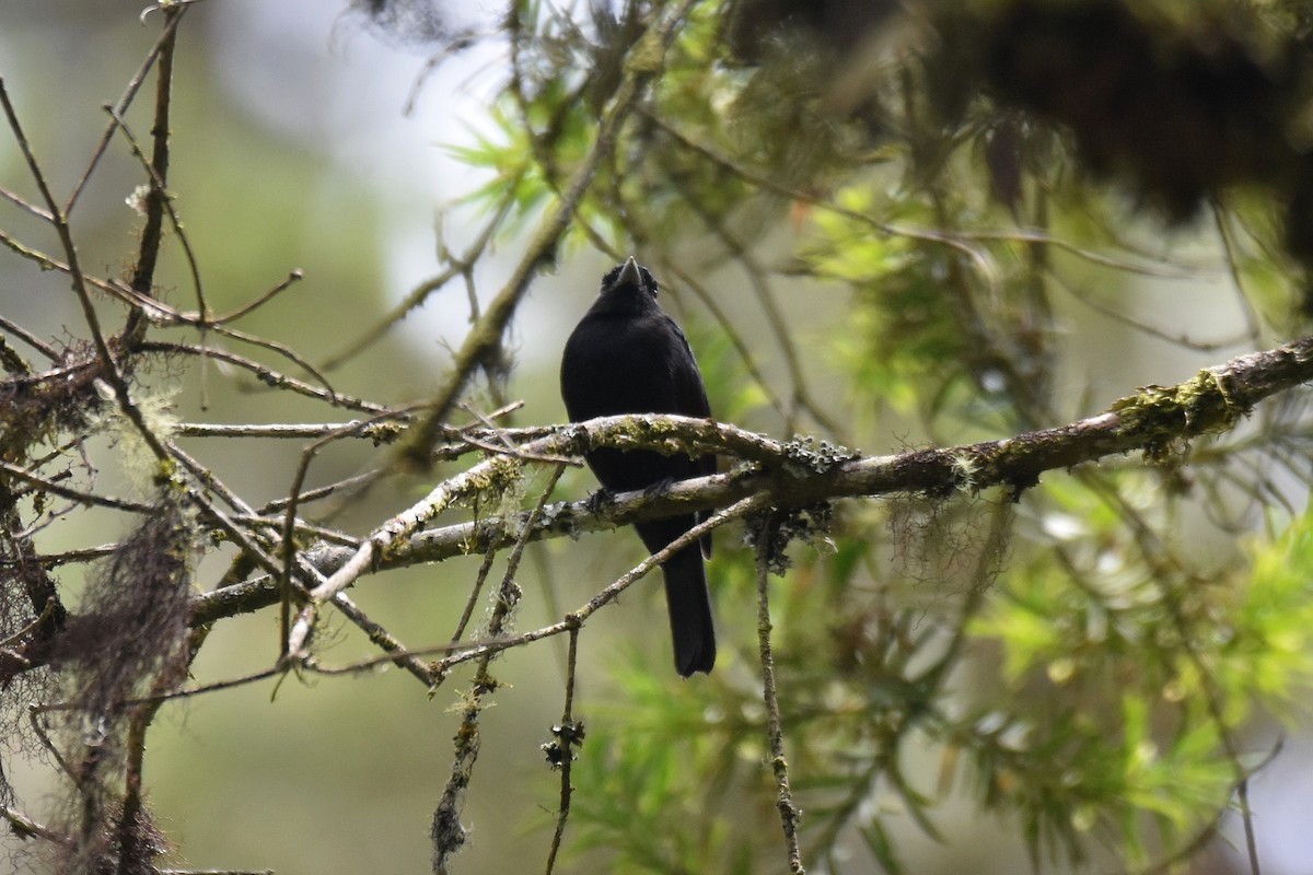 Blue-billed Black-Tyrant - ML628005404