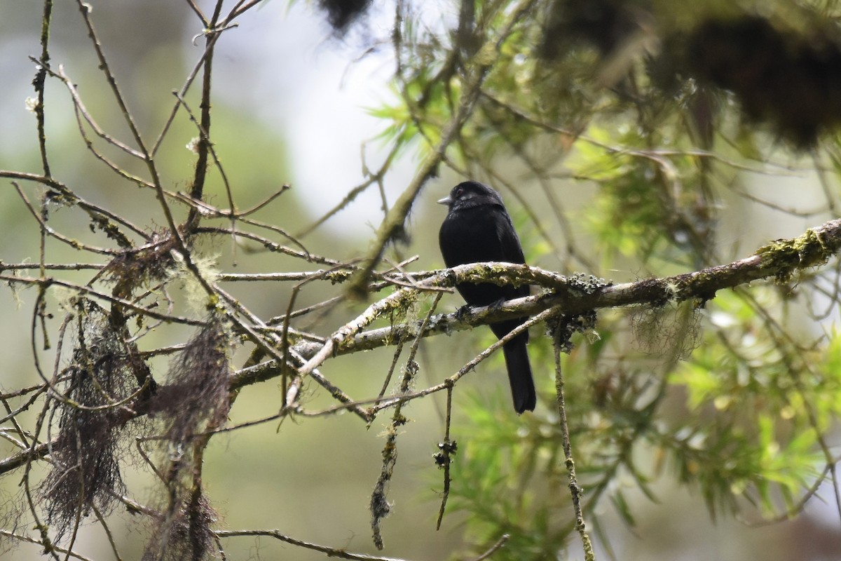 Blue-billed Black-Tyrant - ML628005406