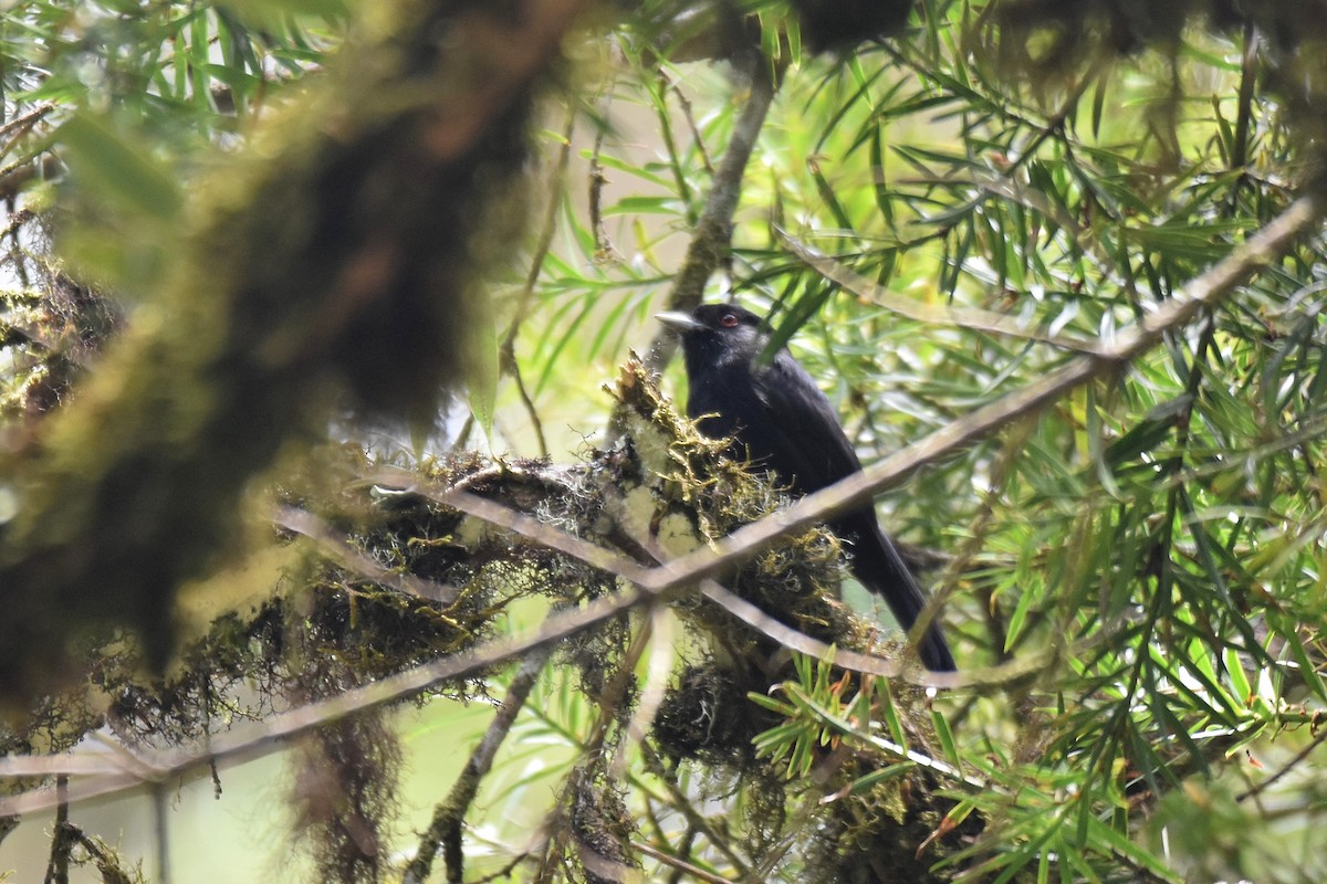 Blue-billed Black-Tyrant - ML628005408