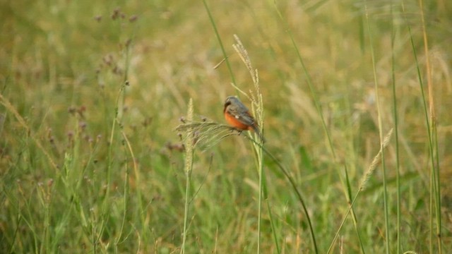Dark-throated Seedeater - ML628005465