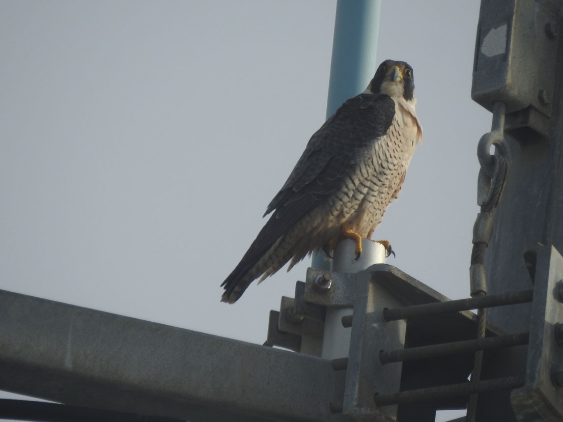 Halcón Peregrino - ML628005474