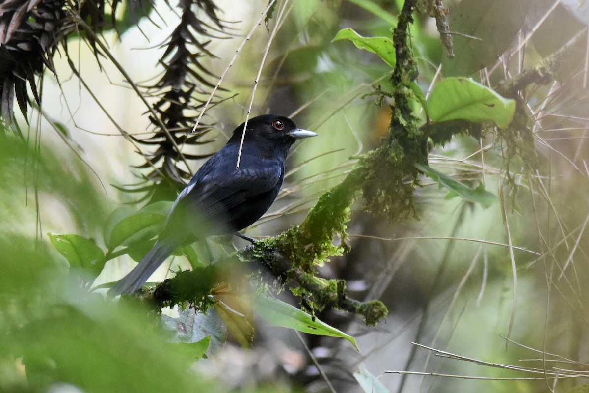 Blue-billed Black-Tyrant - ML628005481