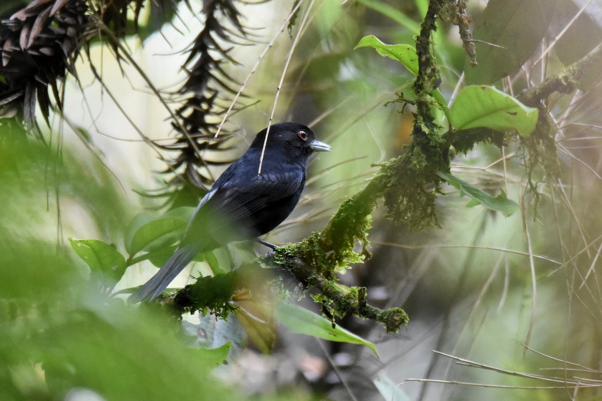 Blue-billed Black-Tyrant - ML628005482