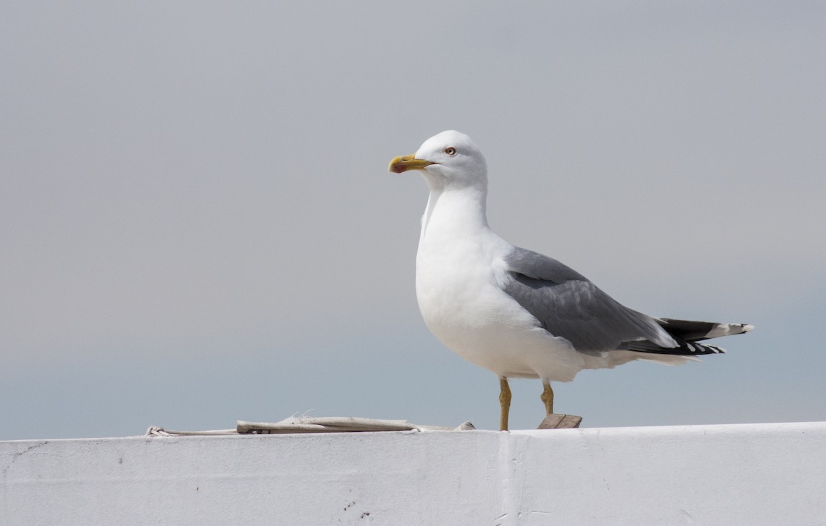 Yellow-legged Gull (michahellis) - ML628005545