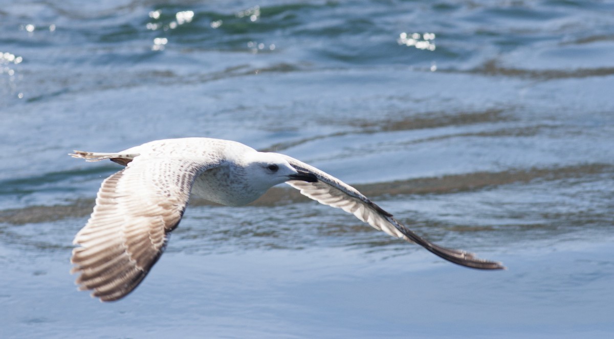 Yellow-legged Gull (michahellis) - ML628005546