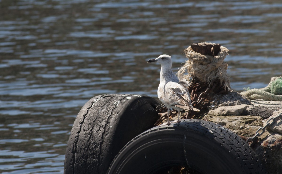 Yellow-legged Gull (michahellis) - ML628005547