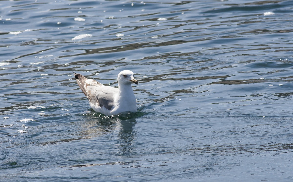 Yellow-legged Gull (michahellis) - ML628005548